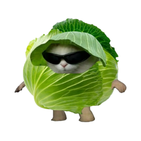 菜菜